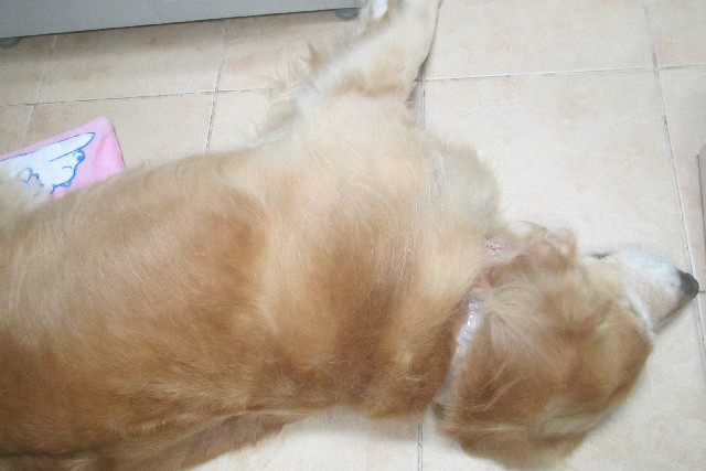 ファイル 3220-5.jpg