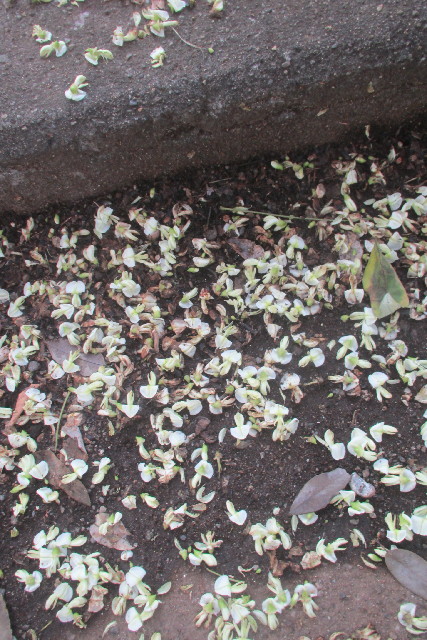 ファイル 3225-5.jpg