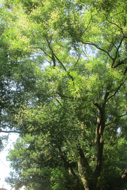 ファイル 3238-3.jpg