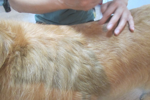 ファイル 3246-3.jpg