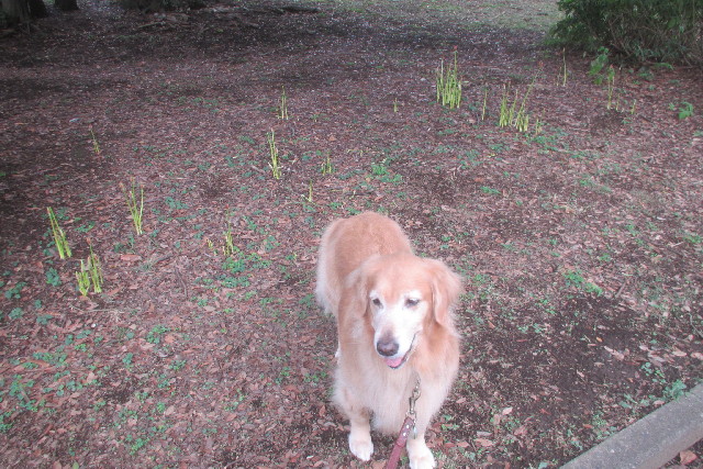 ファイル 3254-4.jpg