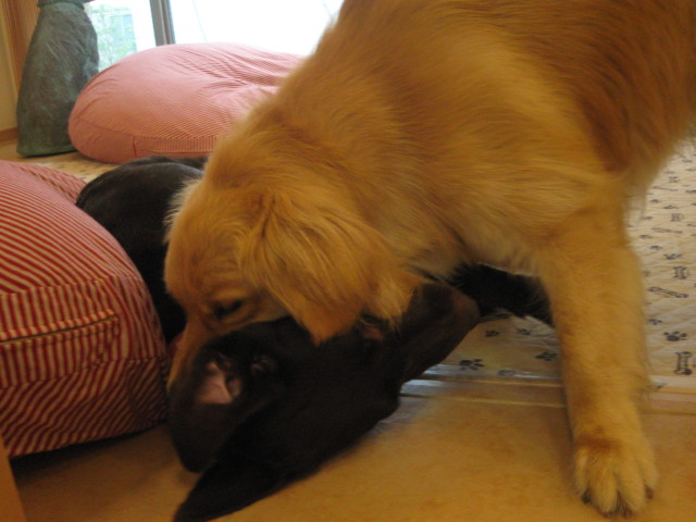 ファイル 326-3.jpg