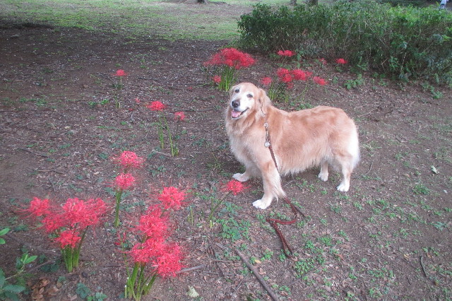 ファイル 3260-1.jpg