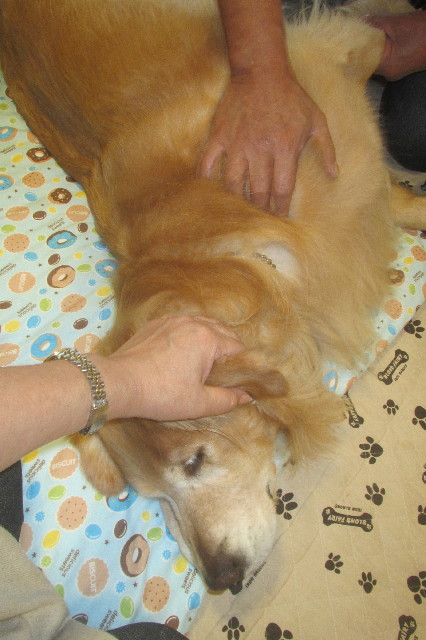 ファイル 3262-1.jpg