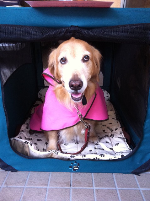 ファイル 3278-1.jpg