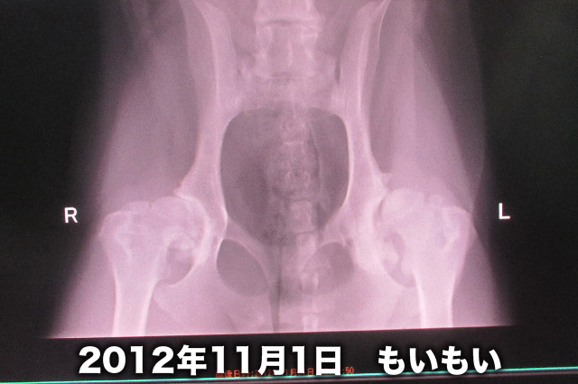 ファイル 3302-1.jpg