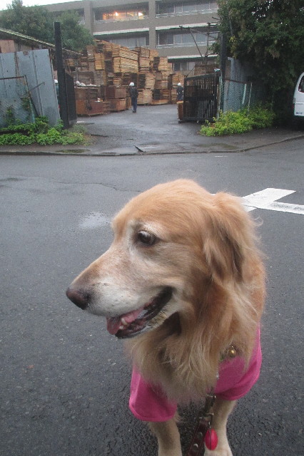 ファイル 3312-4.jpg