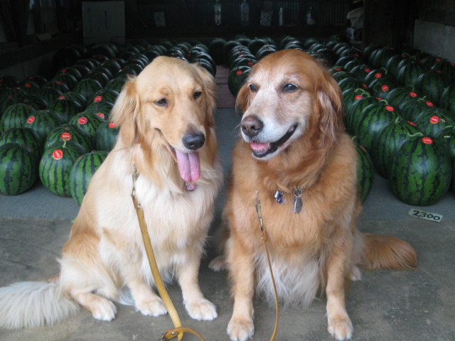 ファイル 333-1.jpg