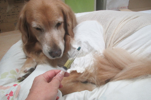 ファイル 3334-1.jpg