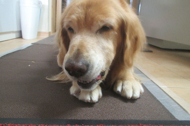 ファイル 3335-1.jpg