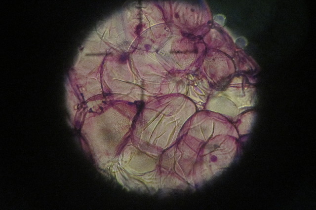 ファイル 3338-3.jpg