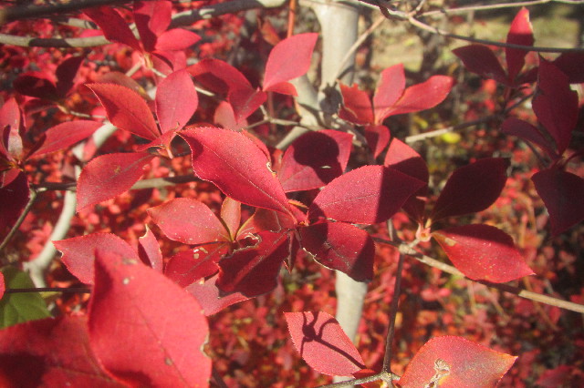 ファイル 3354-2.jpg