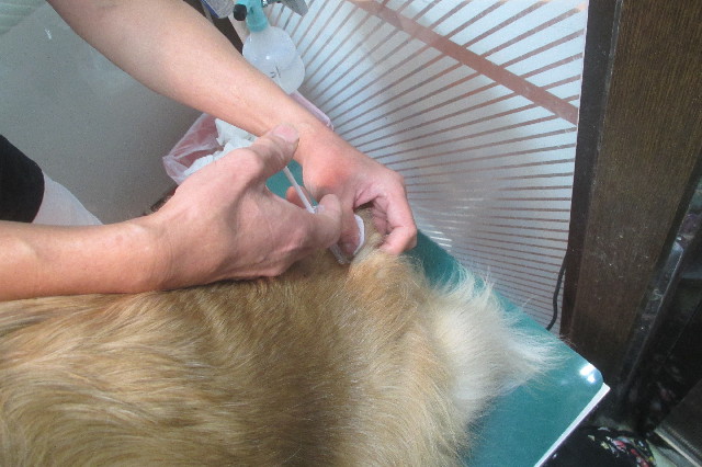 ファイル 3359-1.jpg