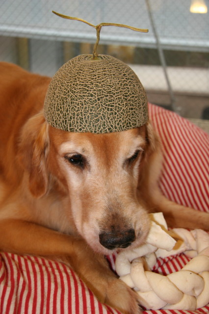 ファイル 336-2.jpg