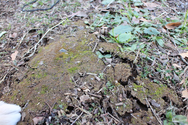 ファイル 3361-1.jpg