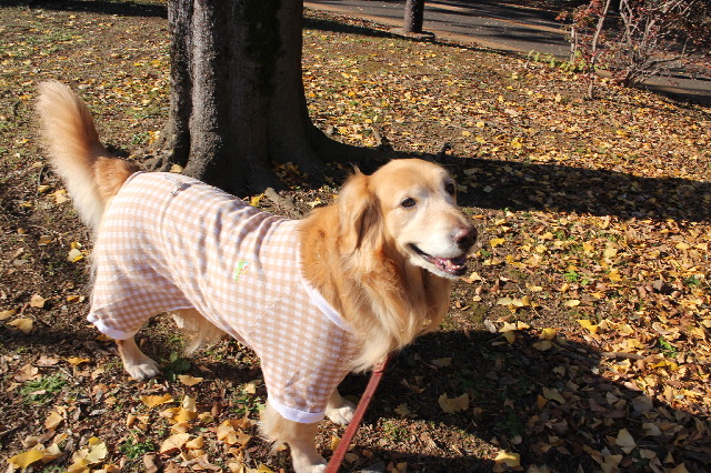 ファイル 3362-1.jpg