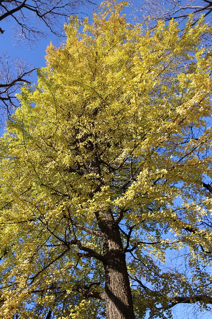 ファイル 3369-1.jpg