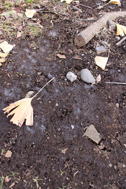 ファイル 3370-1.jpg