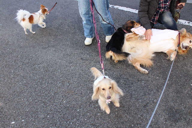 ファイル 3370-5.jpg