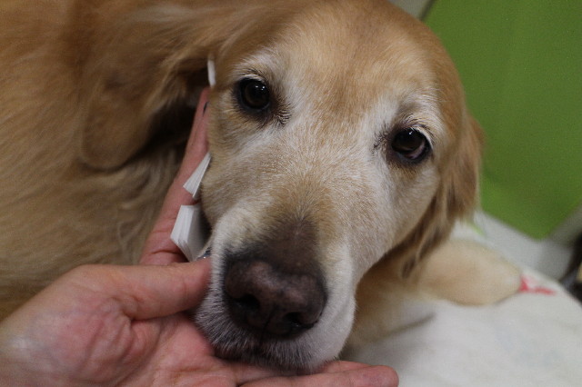 ファイル 3371-4.jpg