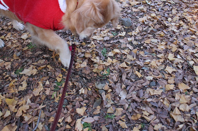 ファイル 3381-4.jpg