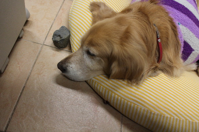 ファイル 3383-1.jpg