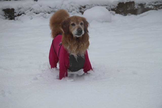 ファイル 3431-1.jpg