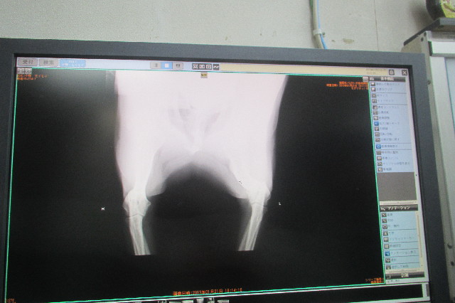 ファイル 3445-4.jpg