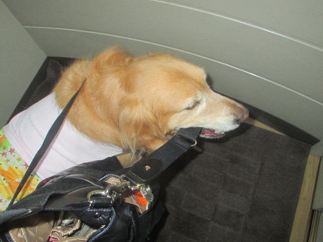 ファイル 3451-1.jpg