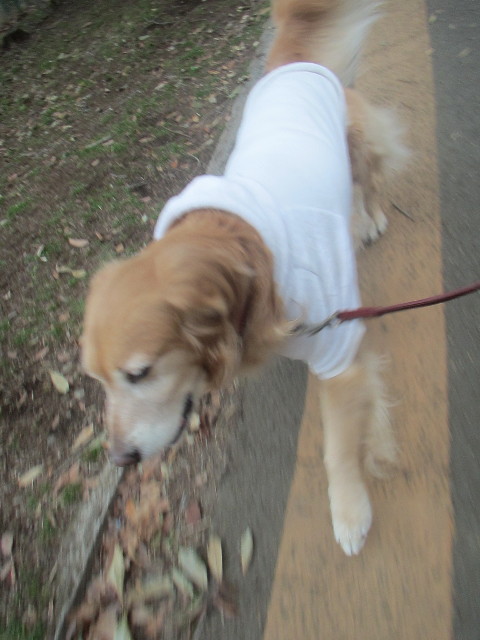 ファイル 3473-2.jpg