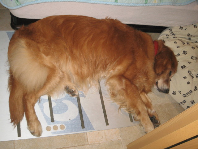 ファイル 348-3.jpg