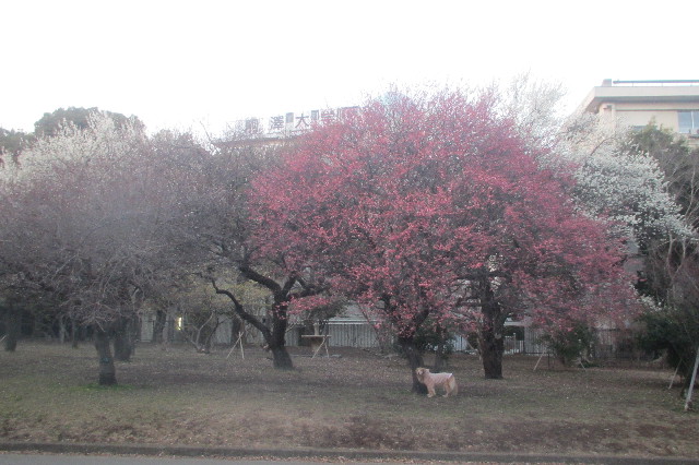 ファイル 3483-1.jpg