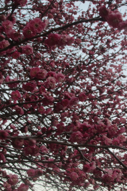 ファイル 3483-3.jpg