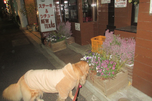 ファイル 3490-1.jpg