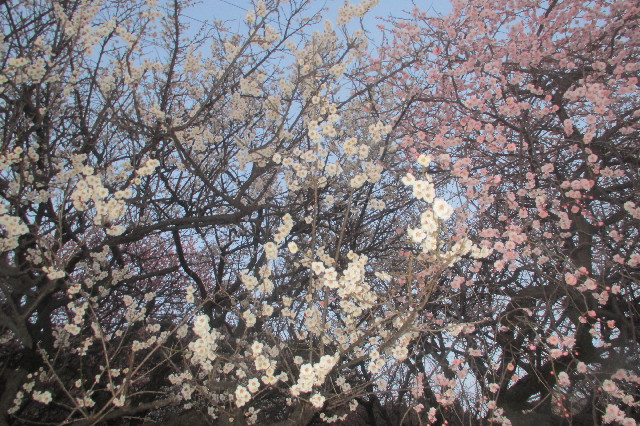 ファイル 3491-3.jpg