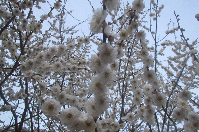 ファイル 3499-2.jpg