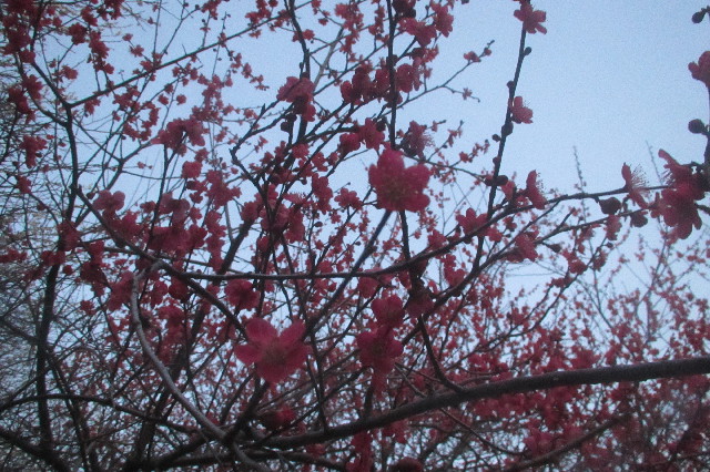 ファイル 3499-3.jpg