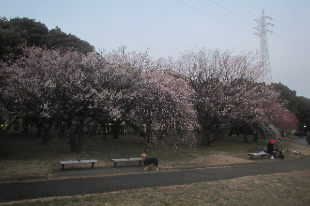 ファイル 3499-4.jpg