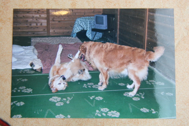 ファイル 350-1.jpg