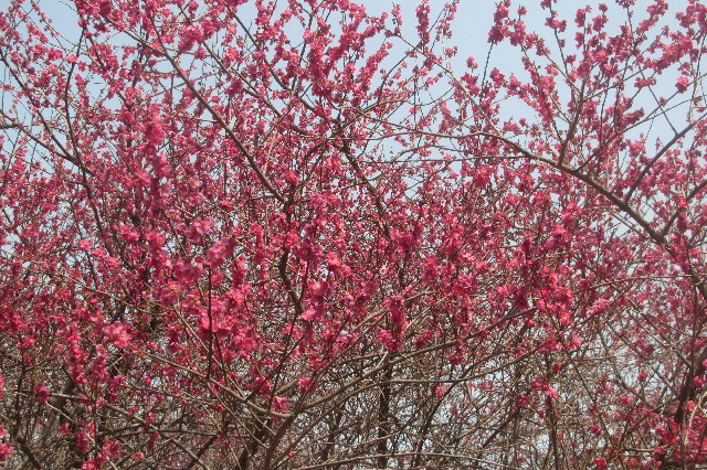 ファイル 3506-2.jpg