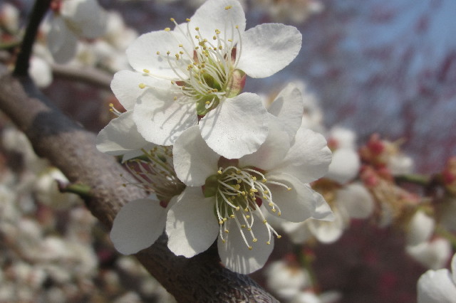 ファイル 3506-3.jpg