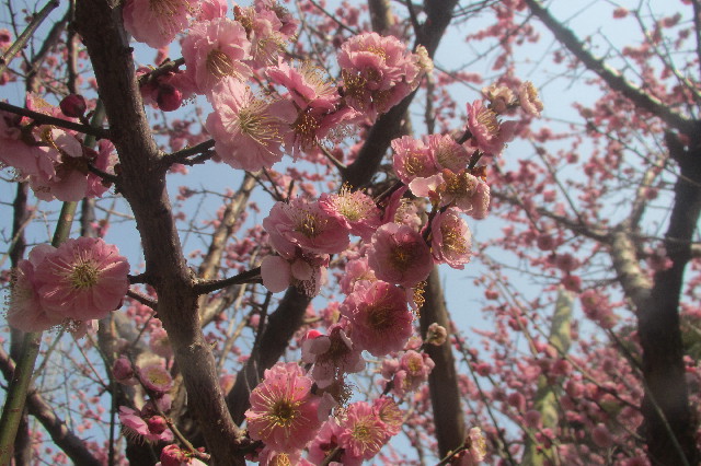 ファイル 3506-4.jpg