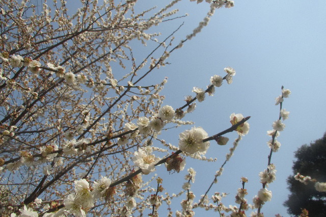 ファイル 3506-5.jpg