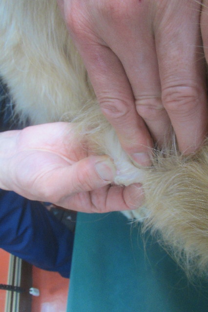 ファイル 3512-1.jpg