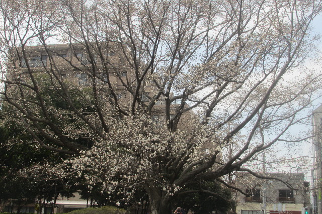 ファイル 3518-4.jpg