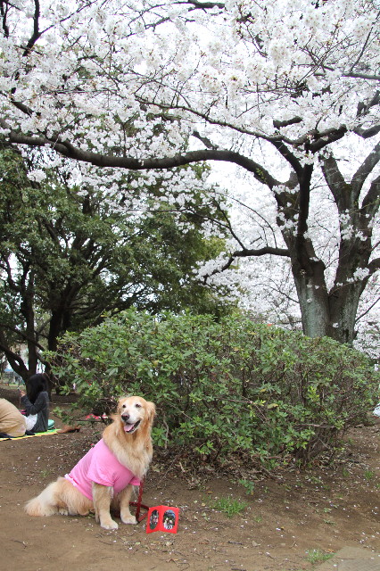 ファイル 3527-2.jpg