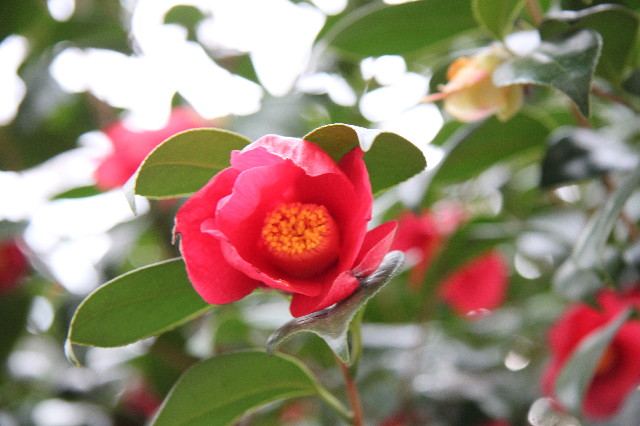 ファイル 3529-1.jpg