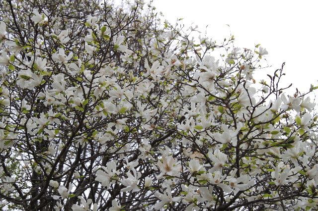 ファイル 3529-3.jpg