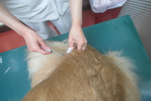 ファイル 3533-1.jpg