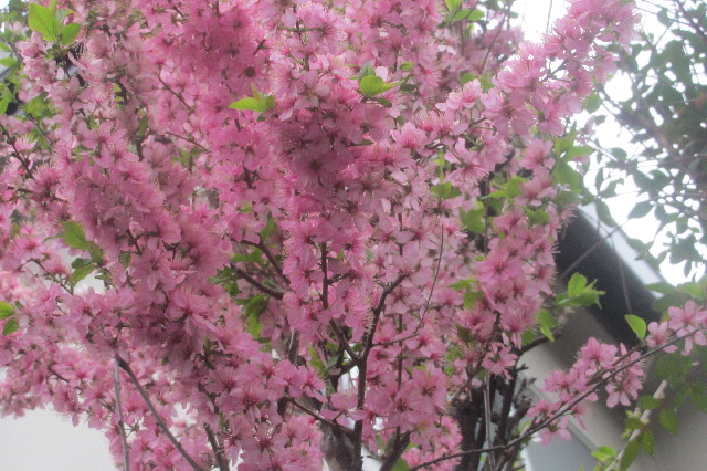 ファイル 3533-5.jpg